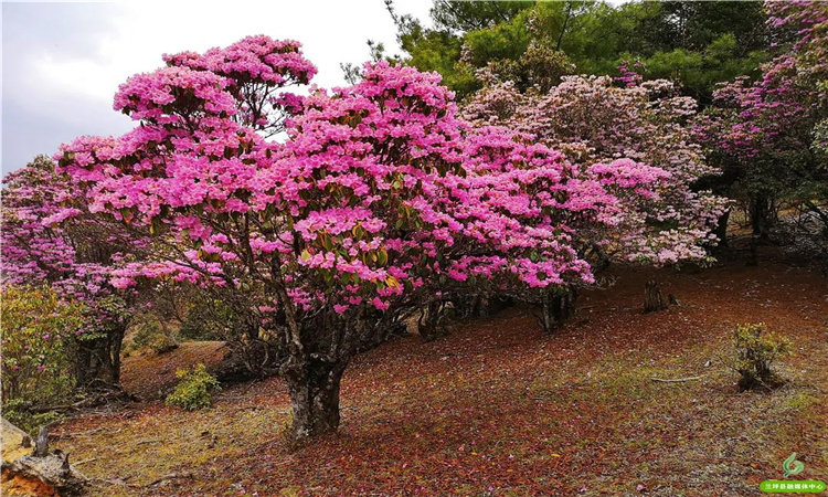 青巖山杜鵑花開漫山野 大美蘭坪等你來！