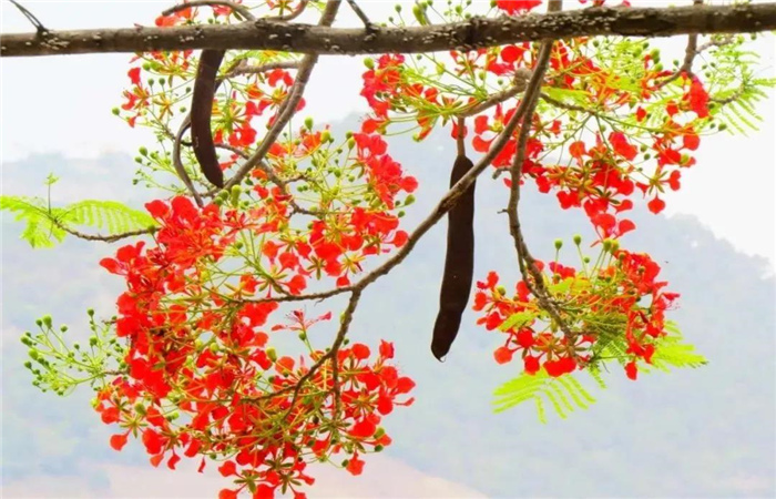 怒江旅游 鳳凰花開紅似火，峽谷賞花正當(dāng)時